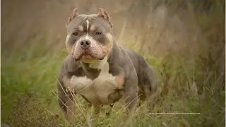 Bully King Magazine 2016 Official Mascots