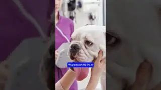 World Pet Net - czy czipowanie zwierząt jest drogie?