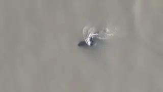Groups of endangered Yangtze finless porpoises spotted in Anhui