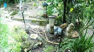 bird cam in september using apeman h68