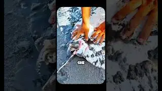 Пойманный скат рожает