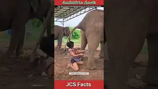 Coffee Made from Elephant Poop! 😳 World's Most Expensive #ElephantCoffee #factsinkannada #shorts