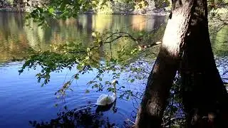 Осенняя мелодия