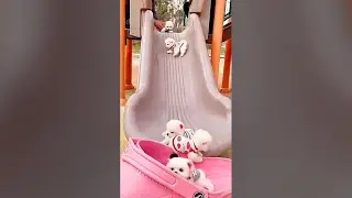 Cute Dogs on Slides - Funny Dog Videos 🐾