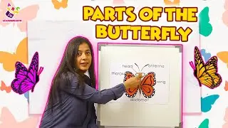 Parts of the Butterfly | Butterfly Butterfly | Nursery Rhymes | Preschool Learning | Learning Box