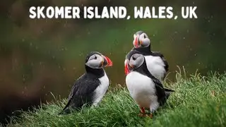 Puffins on Skomer Island, Wales, UK