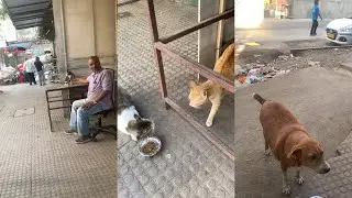 11/1/26 Kabaadiwaala dominated by Chitkabra 🐱 antics
