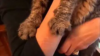 Guide hugging her cat properly