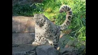 San Diego Zoo's Ramil the Snow Leopard Tests Positive for the Coronavirus