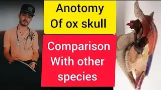 lecture on anatomy of ox's skull || ox skull anatomy || skull of bovines #vet #dvm #uvas #cvas