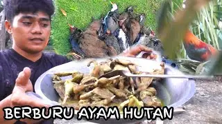 BERBURU AYAM HUTAN DI SULTENG||POIN PADA BERJATUHAN BERSAMA  @zenhunter94 