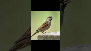 2023 Sparrow and 5000 bce Sparrow।। crazy biology।। #shorts #shortsvideo