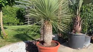 yucca rostrata un top rustique exotique