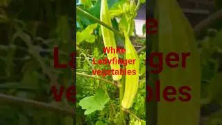 Harvest Chinese Ladyfinger vegetables unique #shorts # kichen garden 😋 👌