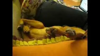 Snoring Monster