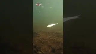 Ever Rig a Fluke This Way?