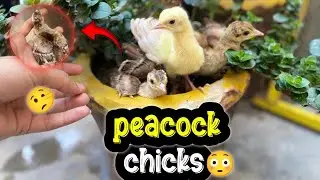 Moor🐣Ke Bachay Kahan Se Aaye? | Beautiful Peacock Chicks 2025.