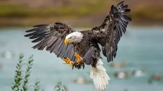 HIGH-SPEED HUNTERS | Tracking Bald Eagles On The Waterfowl Flyways | Wild America