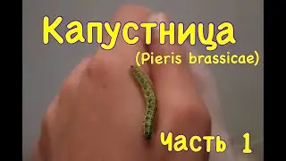 Капустница (Pieris brassicae) Часть 1