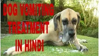 Pet care ! Dog vomiting treatment in Hindi ! Dog ultimate care