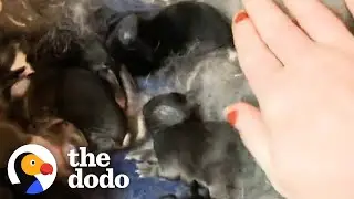 Woman Rescues 2 Bunnies And Ends Up With 10 | The Dodo Adopt Me!