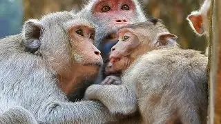 Good Family monkey| Jane, Jonna and Angel feel strange something what happened