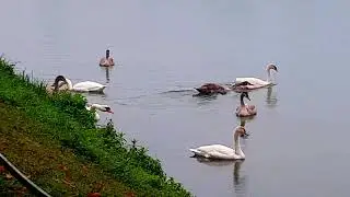 🌅 September Farewell: The Swan Family's Last Morning Together | Part 5 #birds #nature #swan #munich