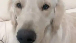 ルシェルの歯磨き生配信🐶【ルシェルと遊ぼう！生配信】ゴールデンレトリバー🐕 (2026/1/9 SHOWROOM)