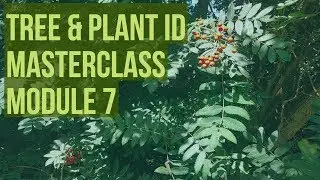 Bushcraft Tree & Plant ID Masterclass Module 7 - #TreePlantID