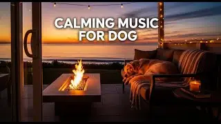 12 HOURS of Soothing Music for Dogs with Hyperactivity 🐾 Calm Your Pet & Reduce Excitement