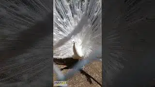 White PEACOCK Open Feathers #shorts #birds #nature