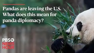WATCH: Pandas are leaving the U.S. What does this mean for panda diplomacy?