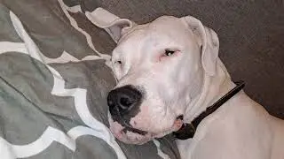 Dog going into labor soon.