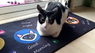 Cat loaf