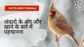 Class 3 | Learn about Animal Foods, Life and their Body Parts | EVS | Hindi
