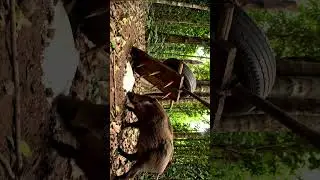 Bamboo Boar Trap Works Fast!#BambooTrap #PrimitiveSkills #WildBoar #JungleSurvival #HuntingTrap