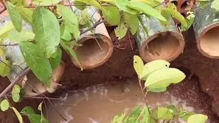 Amazing 5 bamboo with deep hole can catch a lot of fishes and crabs