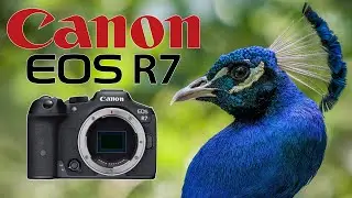 Canon R7 • Chattanooga Zoo • 70-200 f/2.8