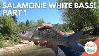 ON FIRE! - Salamonie River White Bass Fishing May 2022 Part 1