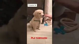 dog breeds||dog toy||puppy training ||braking sound||pet dog