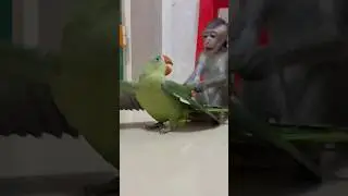 LIZA and parrot like to play #liza #love #monkeylove