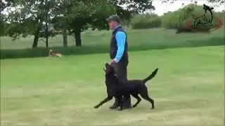Begleithundeprüfung - Lars mit Momo