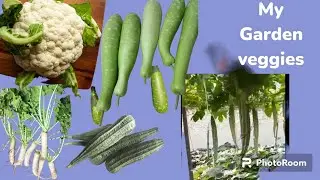 My Garden in Abudhabi||Food source of @foodexplorerbaniyas|| প্রবাসে সবজি ছাষ