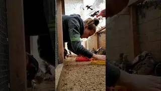 Chickens Are Golden Retrievers and Quail Are Feral House Goblins #short #quail #chickens #homestead