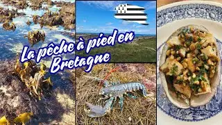 LA PÊCHE A PIED EN BRETAGNE - HOMARDS ET ORMEAUX AU MENU DU JOUR -
