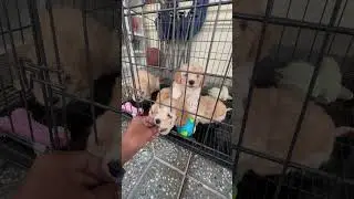 Puppy Hungry Milk so Cute #shorts