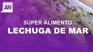 Súper Alimentos: Los desconocidos aportes de la lechuga del mar