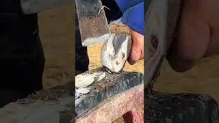 Amazing Hoof Trimming Video! Save Animals #asmr #animal
