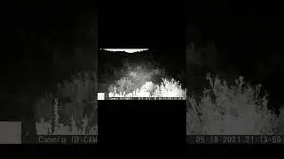 Mule Deer on the Move | Trail Cam