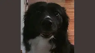 why do you always run away at the slightest opportunity you see???
